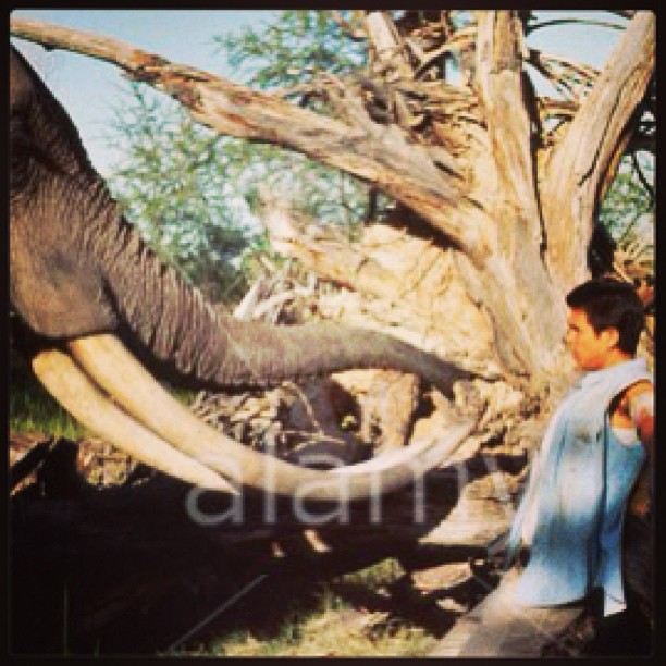 Rule of thumb. Don't bring a tree to a elephant fight. #wordtoyourmoms. .